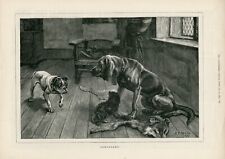 Bloodhound king charles for sale  COLEFORD