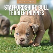 Usado, Calendário quadrado de parede Staffordshire Bull Terrier filhotes 2025 comprar usado  Enviando para Brazil