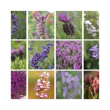 Lavender collection different for sale  WICKFORD