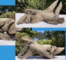 Driftwood natural freshwater d'occasion  Expédié en Belgium