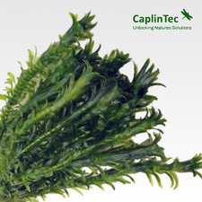 Elodea densa oxygenating for sale  ST. ASAPH