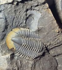 Rare british silurian for sale  TELFORD