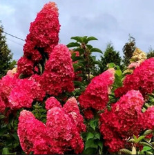Hortensie melba fraise gebraucht kaufen  Templin