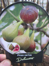 Ficus carica dalmatie gebraucht kaufen  Wuppertal