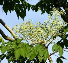 Aralia elata albero usato  Napoli