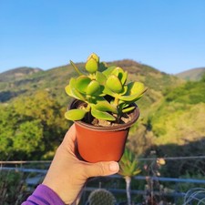 Vaso pianta crassula usato  Barcellona Pozzo di Gotto
