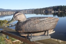 Black duck drake for sale  Lincoln City