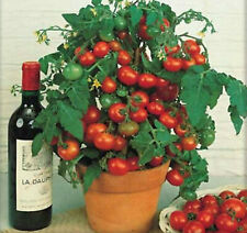 Tomate cerise nano d'occasion  Expédié en France