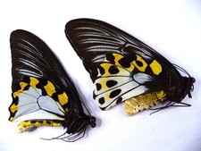 Farfalle ornitotteri hypolitus usato  Spedire a Italy