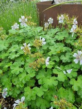 Pflanzen storchschnabel garten gebraucht kaufen  Memmingerberg