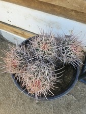 succulents cacti for sale succulents cacti for sale Lancaster