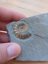 Calcite xipheroceras ammonite for sale  BATH