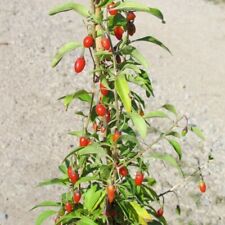 Goji sorte lifeberry gebraucht kaufen  Detmold