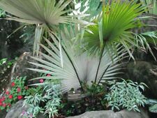 White elephant palm for sale  USA