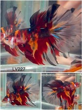 koi betta for sale koi betta for sale Clemmons