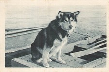 Spat chien tete d'occasion  Vasles
