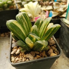 Haworthia maughanii miho usato  Porto Cesareo