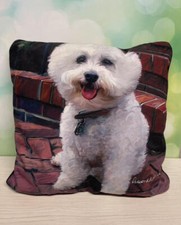 Bichon frise dog for sale  Menomonee Falls
