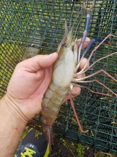 100x live freshwater for sale  Pomona Park