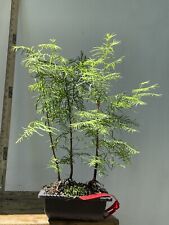 Dawn redwood bonsai for sale  North Augusta