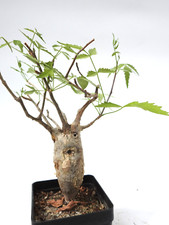 Bursera fagaroides years for sale  Shipping to United Kingdom