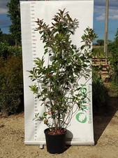 Pianta photinia vaso usato  Altamura