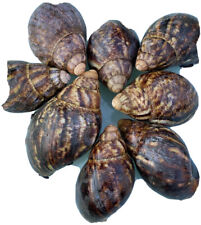 Nigerian giant snails for sale  LONDON