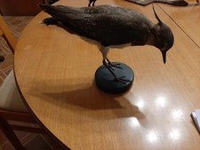 Tassidermia uccello imbalsamat usato  Arcisate