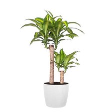 Mass cane plant for sale  Detroit