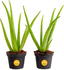 Live aloe vera for sale  Denver