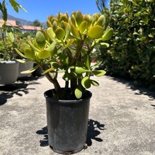 Crassula ovata big for sale  Rancho Cucamonga
