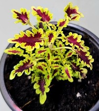 Buntnessel coleus lovebird gebraucht kaufen  Obertshausen