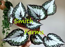 Seeds green begonia for sale  Spring City