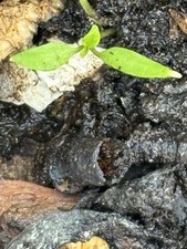 Heirloom tomato seedlings for sale  Reddick