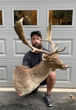 Dark vintage fallow for sale  Port Matilda