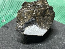 Reptile dinodagget r.f. for sale  Clearfield