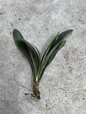 Clivia miniata bush for sale  Baldwin Park