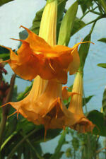 Double orange datura usato  Reggio Calabria