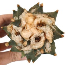 Ariocarpus retusus 76k usato  Napoli