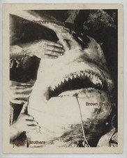 white shark jaws for sale white shark jaws for sale Warren