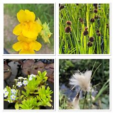 Pond plants free for sale  CANNOCK