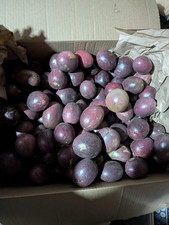 Passion fruit fredricks for sale Passion fruit fredricks for sale  Carpinteria