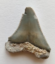 denti megalodon usato denti megalodon usato Due Carrare