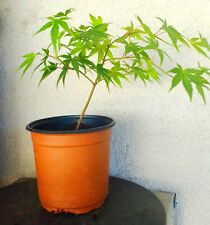 Erable japon acer d'occasion  La Motte-Servolex