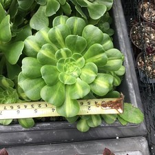 Aeonium maybach fresh for sale Aeonium maybach fresh for sale  GRAVESEND