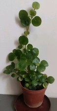 Pilea depressa sao d'occasion  Aire-sur-l'Adour