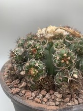 Discocactus cristallophillus m usato  Monterosso Almo