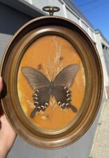 Framed butterfly art for sale  Newbury Park