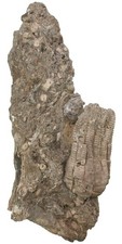Triassic encrinus liliiformis for sale  Shipping to United Kingdom
