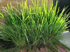 Fresh lemongrass stalks for sale  Huntington Beach